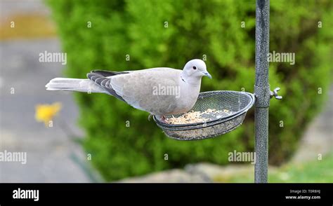 A collared dove feeding on a bird feeder Stock Photo - Alamy