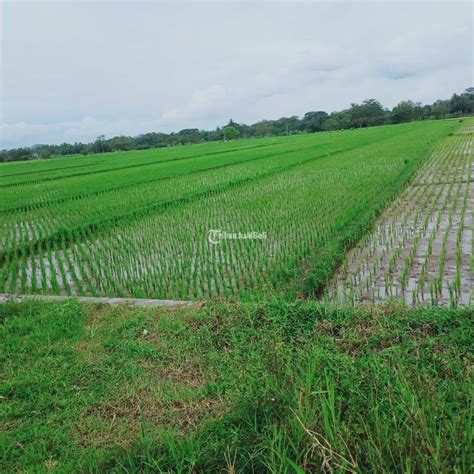 Dijual Tanah Sawah Produktif Panen Luas 1191m2 Strategis Nego Di