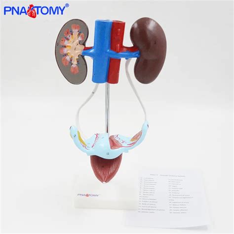 Female Urinary System Renal Artery