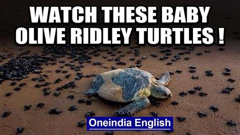 Hundreds Of Baby Olive Ridley Turtles Make Their Way To The Sea At