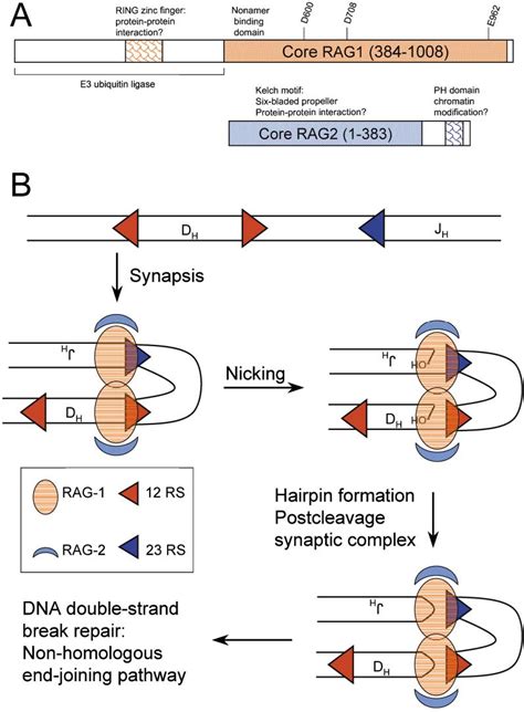 [PDF] Unraveling V(D)J Recombination Insights into Gene Regulation | Semantic Scholar