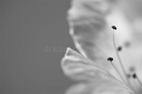 Beautiful Soft Macro Spring White Cherry Tree Flower Pistils As