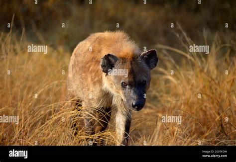 Kruger National Park, South Africa Stock Photo - Alamy