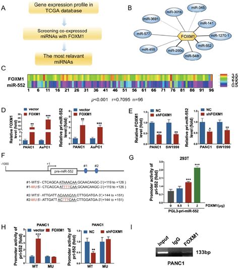 FOXM1 Regulated MiR 552 Expression In Pancreatic Cancer Cells A The