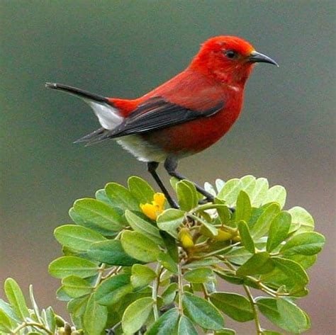 Hawaiian Forest Birds - Pacific Rim Conservation