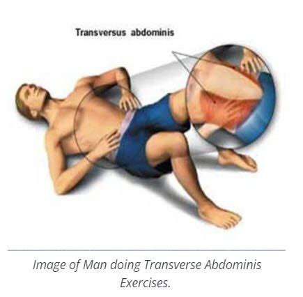 Transverse Abdominal Muscle Workouts Eoua Blog