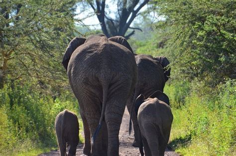 Family of Elephants in Ngorongoro Crater, Tanzania