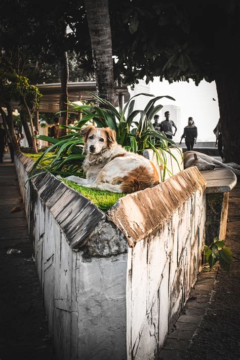 Dog Street Pose - Free photo on Pixabay - Pixabay