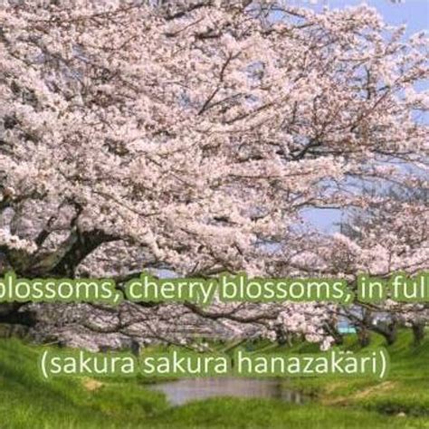 Stream Japanese Folk Song 9 Cherry Blossoms （さくらさくら Sakura Sakura） By