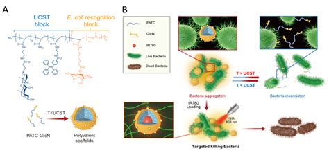 华南理工大学贾永光、王琳与南方医科大学崔忠凯合作《small》：应用温敏（ucst）高分子支架可视化调控细菌聚集与定向清除中国聚合物网科教新闻