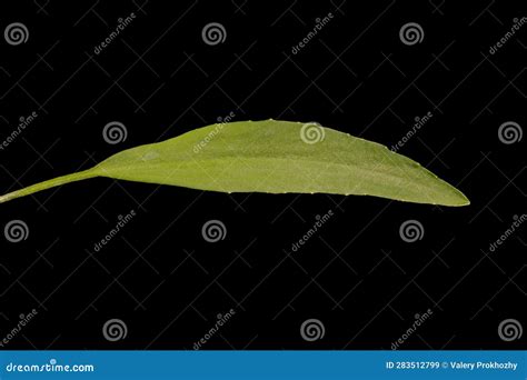 Lesser Spearwort Ranunculus Flammula Basal Leaf Closeup Stock Image