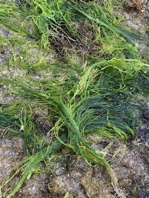 Sea Hair Multi Agency Rocky Intertidal Network Naturalista Costa Rica