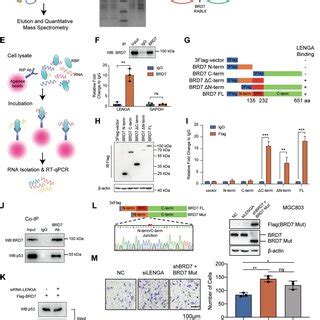 Lenga Co Localized With Brd Genome Wide A Schematic Of Cut Tag