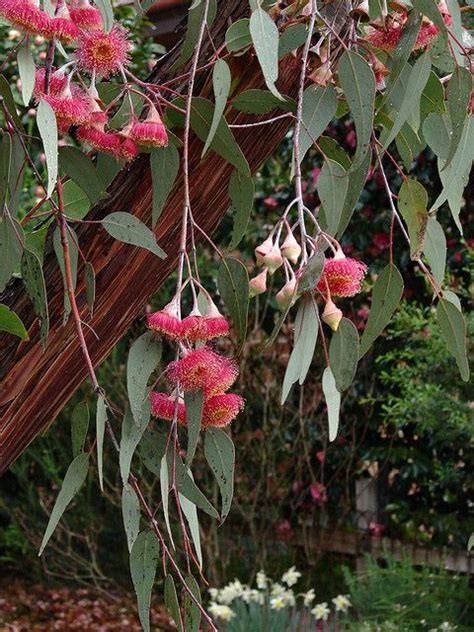 Weeping Brunches Of Silver Princess Tree Eucalyptus Caesia In