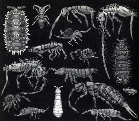 Отряд Ногохвостки (Collembola) [1969 - - Жизнь животных. Том 3 ...