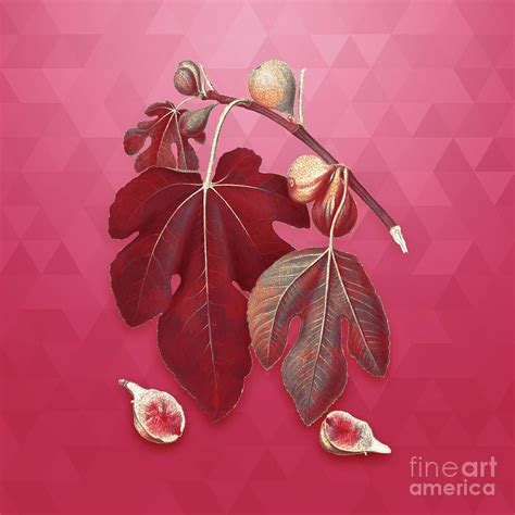 Vintage Fig In Gold On Viva Magenta Mixed Media By Holy Rock Design