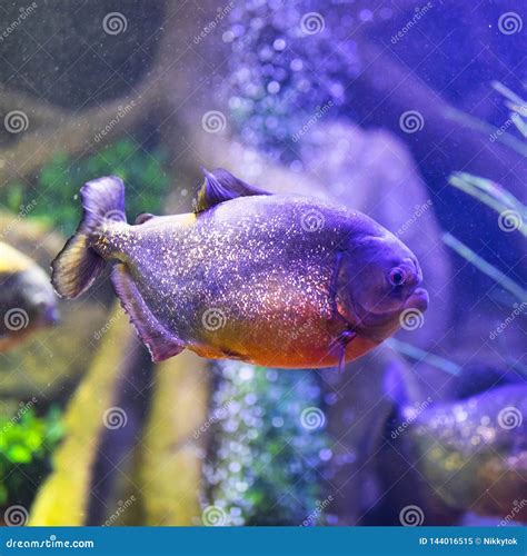 Red Belly Piranha Fish Tank