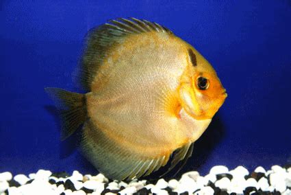 Golden Dragon Ghost Non Hormone Ornamental Fish Exporter