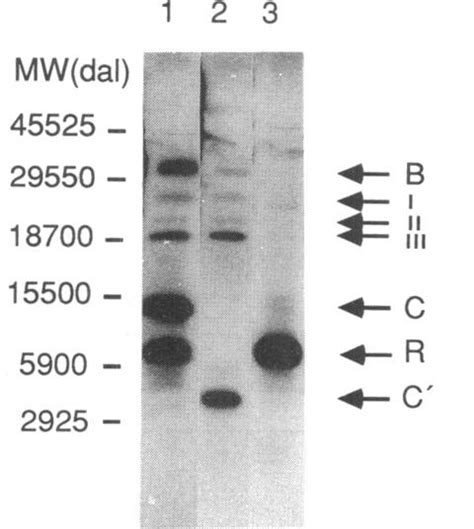 Autoradiograph Of 35s Methionine Labeled Polypeptides Expressed With