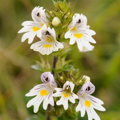 Roble Usos Medicinales Propiedades Y Características