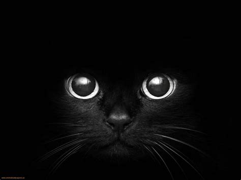 Black cat digital wallpaper, cat, monochrome, dark, animals HD wallpaper | Wallpaper Flare