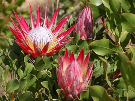 How To Grow And Care For Proteas World Of Flowering Plants Protea