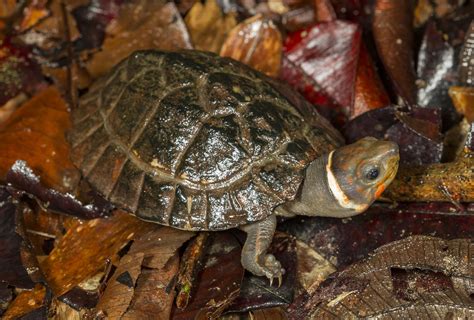 Why Is Philippine Forest Turtle Endangered?