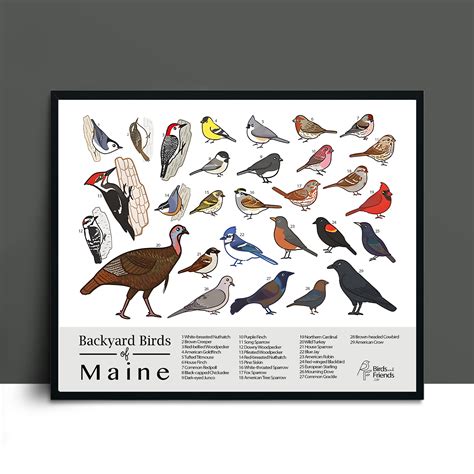 Maine - Backyard Birds of Maine Field Guide Print - Bird Art Print ...