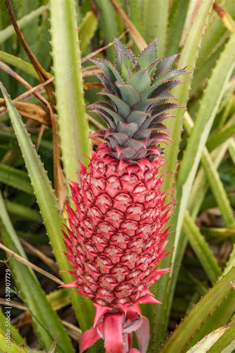 Ananas Comosus Var Bracteatus The Pineapple Ananas Comosus Is A