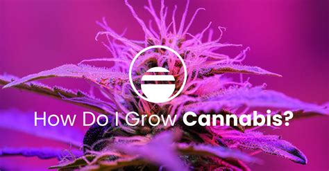 Getting Started with Growing Cannabis Checklist