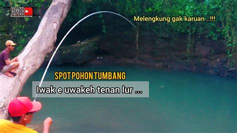 Ternyata Disini Sarangnya Mancing Ikan Nilem Babon Di Dekat Pohon Mahal