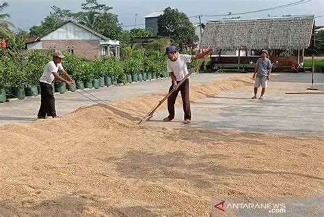 Musim Panen Harga Gabah Tingkat Petani Di Kepulauan Meranti