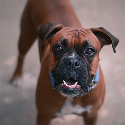 Boxer Size Guide: How Big Do Boxers Get? - Puppy Weight Calculator