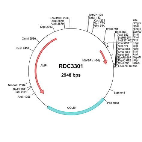 Human Svbp Ccdc Np Versaclone Cdna Rdc R D Systems