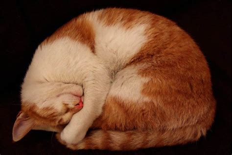 Why Do Cats Curl Up And Sleep At James Everett Blog