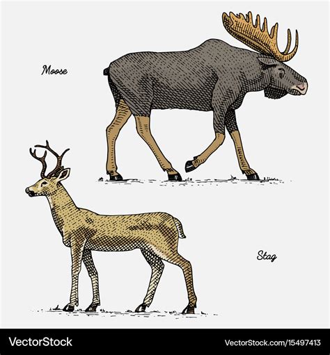 Moose or eurasian elk and stag deer hand drawn Vector Image