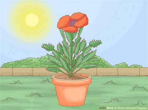 How To Grow Oriental Poppies Steps With Pictures Wikihow Life