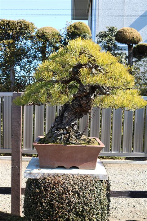 Img3630 Bimer Bonsai Club