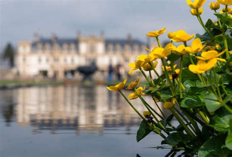 Spring Flowers Dyffryn Gardens Cardiff And South Wales Advertiser