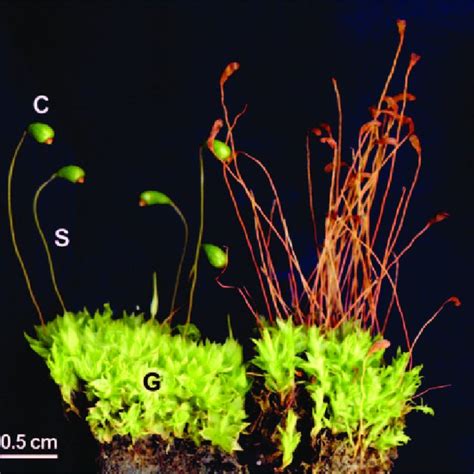 Photograph Of Leafy Gametophytes G With Attached Stalklike Download Scientific Diagram