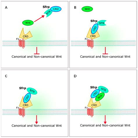 Interaction Of SFRPs And Wnt Signaling Pathways A B SFRPs Bind To