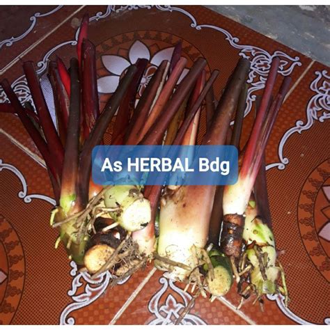 Jual Bibit Tanaman Umbi Sekar Wangi Merah Anthurium Merah Tanaman