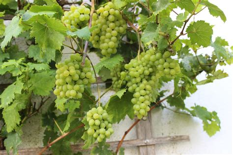 Wine Vines In The North Baltic Sea Free Photo On Pixabay Pixabay