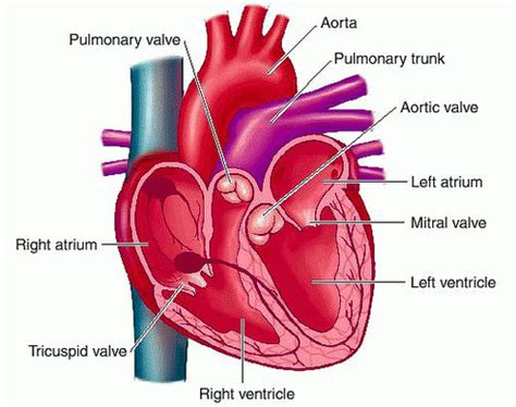 Ch Cardiovascular System Flashcards Quizlet