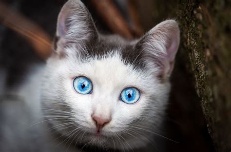 Six Cat Breeds With Blue Eyes That Nobody Can Resist Pawsome Blog