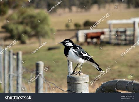 190 Pee Wee Bird Images Stock Photos 3D Objects Vectors Shutterstock