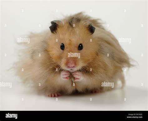 Cute Fluffy Hamster Uk Stock Photo Alamy