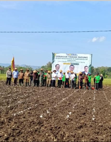 Gerakan Tanam Jagung Bersama Kepala Bapanas Ri Dan Kementerian