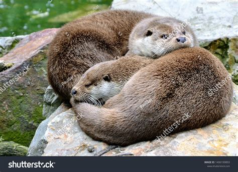 Baby Otters Cuddling