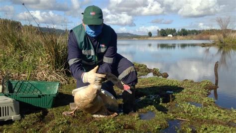 Liberan A Dos Ejemplares De La Fauna Silvestre En Arauco Diarios En Red